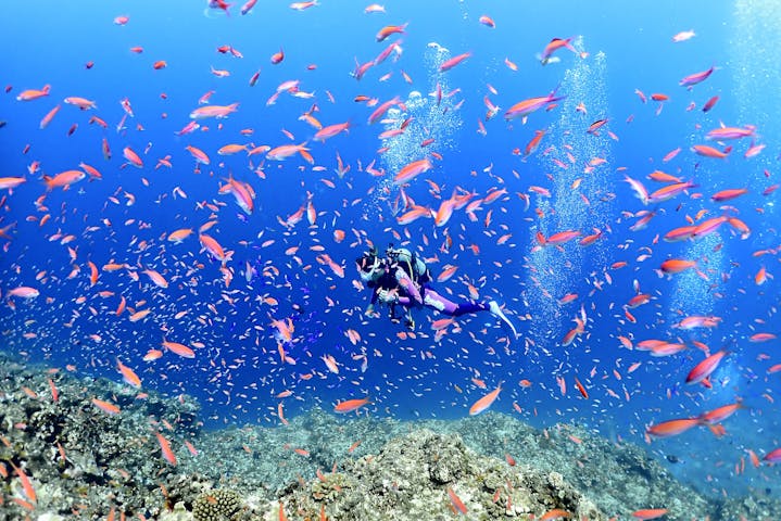 Summer Party（サマーパーティー）