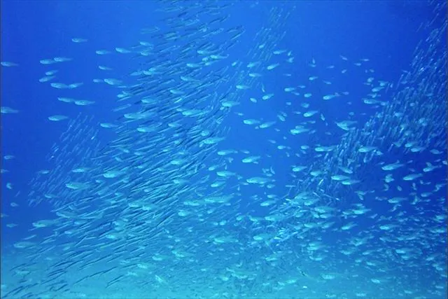 奄美大島・体験ダイビング】目の前で泳ぐ魚たちの美しさに感動！大満足 