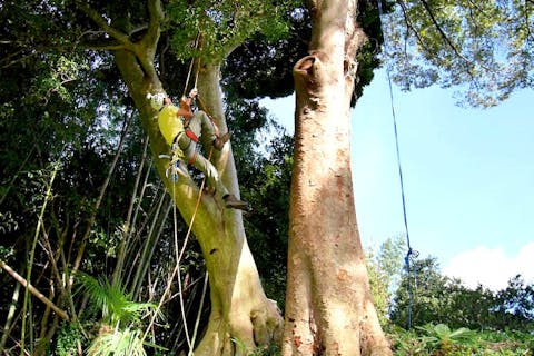 【千葉県長生郡・木登り】大人も童心に返る面白さ！ツリークライミングで自然と一体になろう