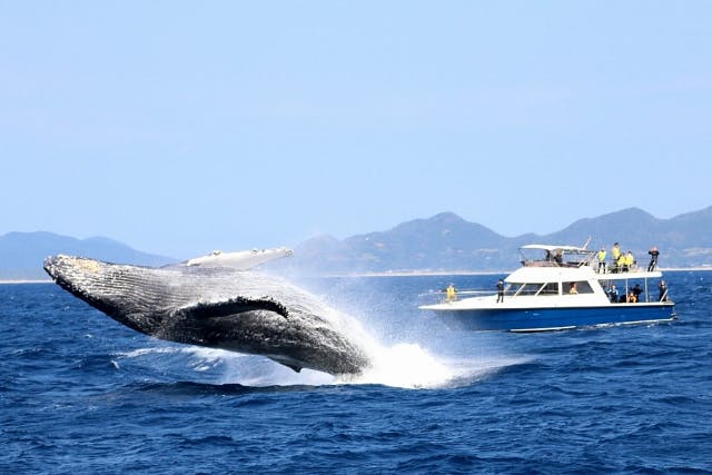 【奄美大島・ホエールウォッチング】期間限定！貴重なクジラと出会えるチャンスのホエールウォッチング