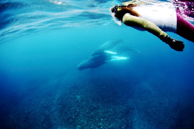 【奄美大島・ホエールスイム】クジラと一緒に泳げるチャンス！ホエールスイムプラン