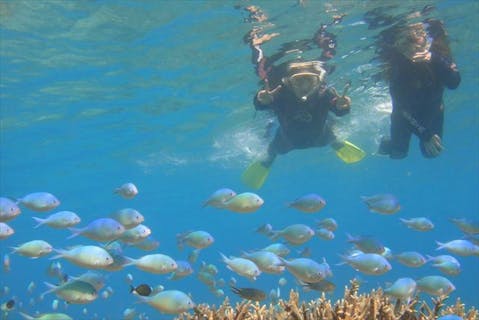 【奄美・体験ダイビング】シュノーケルも楽しめる！大島海峡を楽しもう！（半日）