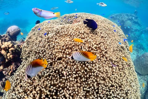 【宮古島・ビーチから泳ぐ！シュノーケリング２hツアー】１組限定の貸切ツアー！器材全て込み！GoProレンタル無料！データプレゼント！