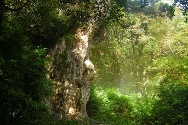 ネイチャーガイドオフィスまなつ｜ネット予約ならアソビュー！