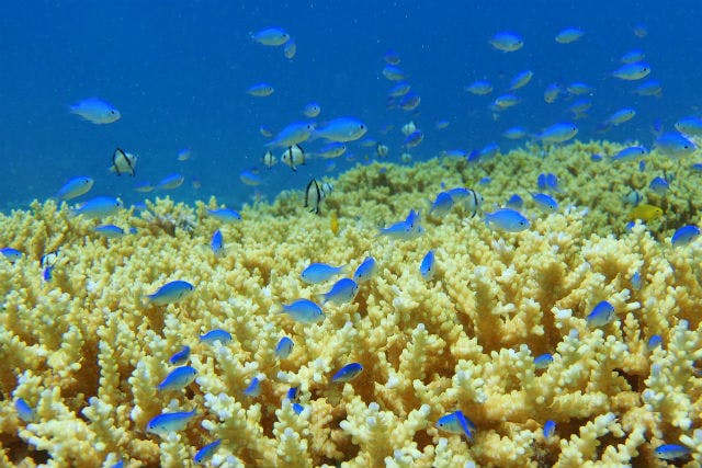 石垣島 半日 シュノーケリング 美しさ安定のちゅら海でシュノーケリングを満喫しよう アソビュー