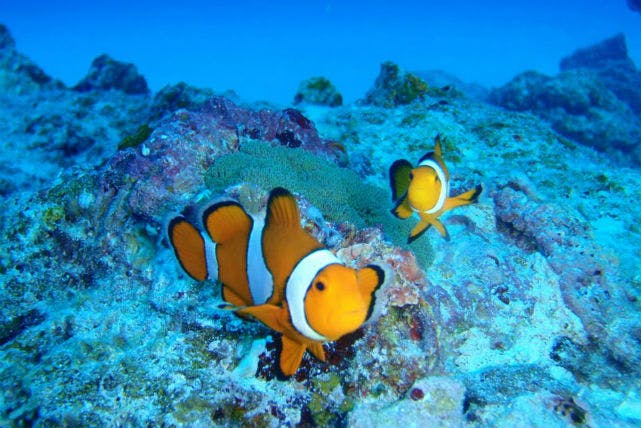 石垣島・半日・シュノーケリング】美しさ安定のちゅら海でシュノーケリングを満喫しよう！｜アソビュー！