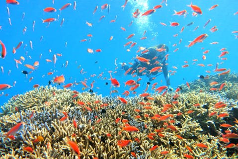 西表島・2ボート・体験ダイビングツアー★写真データプレゼント！