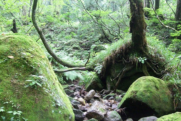 富山 森林セラピー リフレッシュコースで富山の大自然を味わおう アソビュー