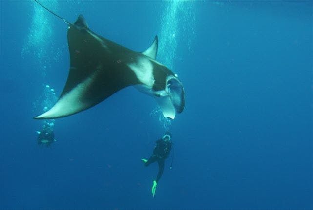 久米島ダイビングセンターSHIRAHAMAの最新写真