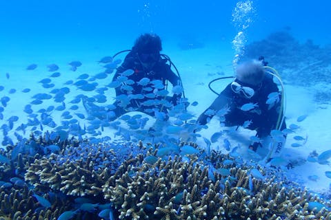 【沖縄・座間味島・体験ダイビング＆シュノーケル・1日】初挑戦の方でもご安心！ウミガメの住むケラマブルーの海をご案内！大型カタマランヨットで1日満喫プラン（シュノーケル・写真付き）