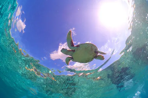 【奄美大島・シュノーケリング】98％以上ウミガメと泳げる！シュノーケリングプラン