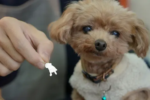 ☆豊橋アソビバPROJECT」対象プラン☆【ペットと一緒に】シルバーチャーム作り体験