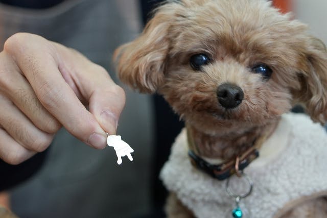 ☆豊橋アソビバPROJECT」対象プラン☆【ペットと一緒に】シルバーチャーム作り体験