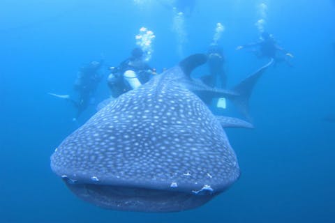 【沖縄・恩納村・体験ダイビング】ジンベエザメ体験ダイビング＆青の洞窟体験ダイビング