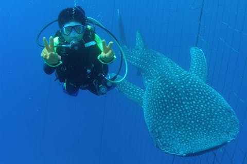 【沖縄・恩納村・ファンダイビング】大感動間違いなし！！世界最大の魚類・ジンベエザメとファンダイビング！