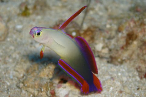 【沖縄・恩納村・ファンダイビング】マクロ派からワイド派まで！西海岸ファンダイビング（2ボートダイブ）