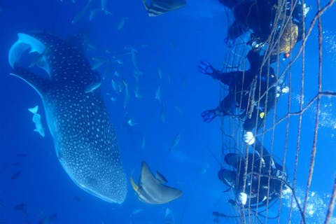 【沖縄・恩納村・体験ダイビング】ジンベエザメ体験ダイビング＆青の洞窟シュノーケリング