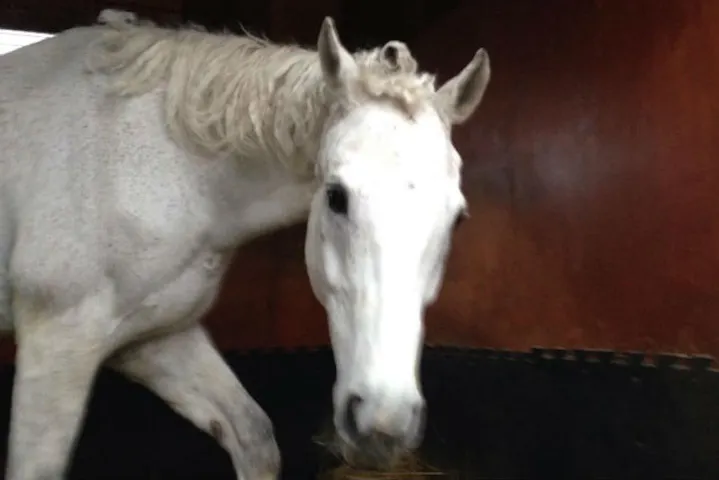 レオナルド ダ ヴィンチ牧場 ネット予約ならアソビュー