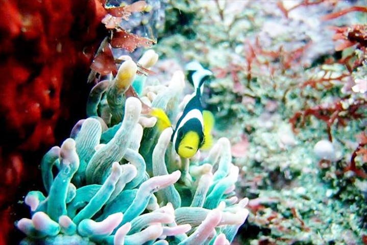 菖蒲沢（しょうぶざわ）ダイビングセンター