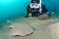 北川は飛び抜けた個性のあるポイントが点在！たくさんの魚たちと出会いましょう。