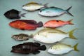 カンモンハタやユカタハタ、フタスジタマガシラなどたくさんの種類の魚が釣れます。
