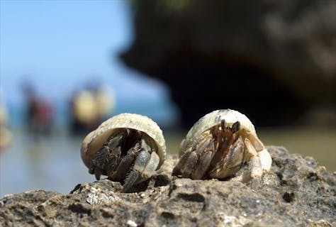 沖縄 やんばる カヤックツーリング やどかり島上陸 洞窟探検やシュノーケリングも楽しもう アソビュー