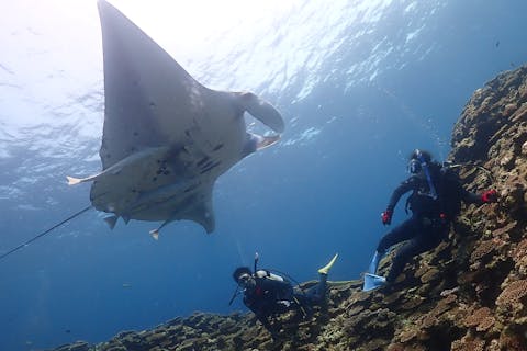 【石垣島・ファンダイビング】レンタル料込み！不安解消、リフレッシュダイビング（2ダイブ）