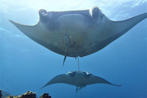 【石垣島・ファンダイビング・マンタ・カメ】器材レンタル無料！高確率のマンタやウミガメに会いに行こう！離島・マクロ等広範囲で！釣りも無料で出来温かいランチも大好評（2or3ダイブ）
