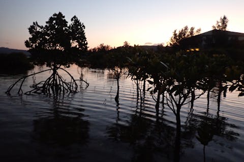 【沖縄・屋我地島・エコツアー】プライベートツアー　神秘の森へ！ナイトマングローブ散策