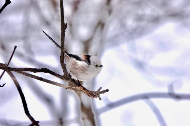 【北海道・札幌・スノーシュー】シマエナガやエゾリスなどとの出会いも楽しい！スノーシューで札幌中心部の森を探索