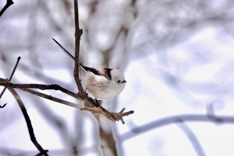 【北海道・札幌・スノーシュー】シマエナガやエゾリスなどとの出会いも楽しい！スノーシューで札幌中心部の森を探索