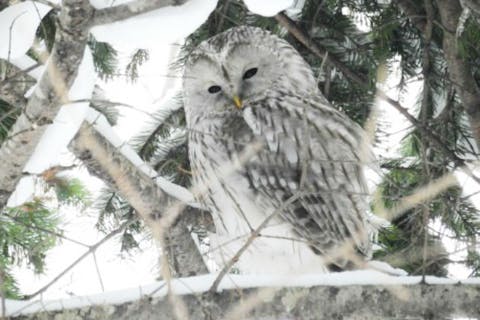 札幌 スノーシュー 野幌森林公園でスノーシュートレッキング エゾフクロウの棲む森を探索しよう アソビュー