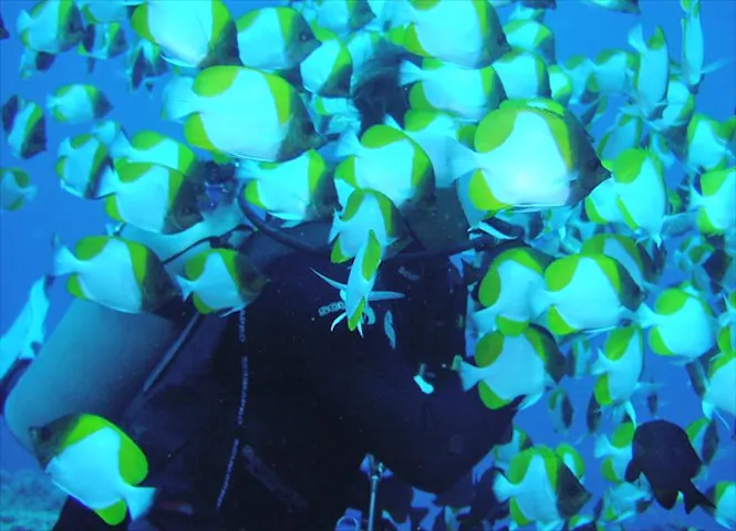 ダイビングスクール Top J トップジェイ ネット予約ならアソビュー