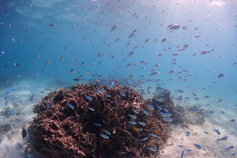 【石垣島・体験ダイビング】幻の島でダイビングデビュー！特別な思い出を作ろう（写真撮影付）