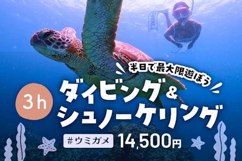 半日でできる体験ダイビング＆シュノーケリング！ウミガメとの高遭遇率でツーショットを狙おう！撮影データ無料プレゼント【石垣島・3時間～】d03
