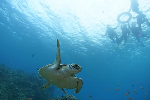 【半日・石垣島・ボートシュノーケリング】AM・PMが選べる！半日シュノーケリング！市街地エリア送迎無料！