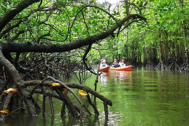 マングローブの原生林を横目に見ながら少しずつジャングルの奥地へとカヤックを進めます。