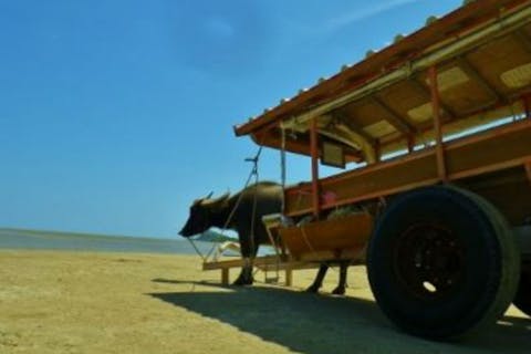 【西表島・カヤック・由布島観光】西表島をたっぷり遊ぼう！半日カヌー＆由布島観光プラン