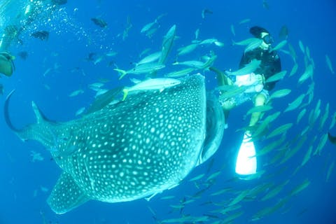 【沖縄・読谷村・シュノーケリング】ジンベエザメを見に行こう！シュノーケリングツアー【写真・動画無料！】