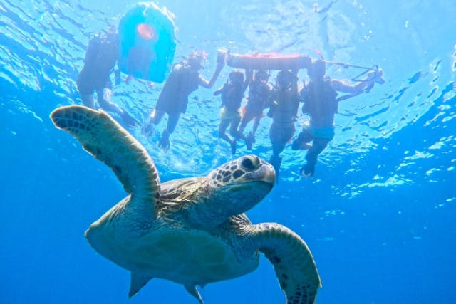 【石垣島・青の洞窟シュノーケリング】ウミガメと感動の大接近！初心者も安心♪機材・送迎無料＆写真プレゼント！