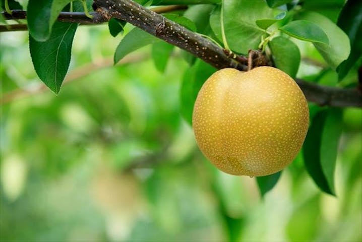 熊本 梨狩り 熊本市で梨狩り 熊本の大地が育む絶品 完熟梨を味わおう アソビュー