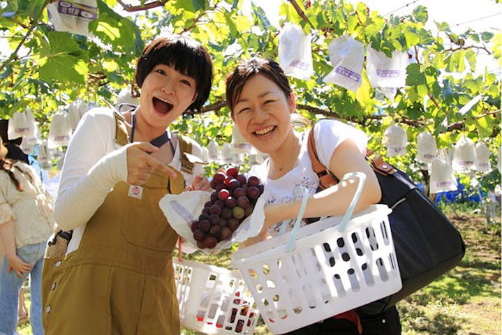 熊本 ぶどう狩り 吉次園自慢 数々の賞を受賞した絶品ぶどうを贅沢食べ比べ アソビュー