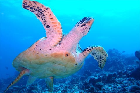 【伊豆半島・スキューバダイビング】当日最適な海況へご案内！水中世界を覗いてみよう。体験ダイビングに挑戦！（御殿場駅等送迎付き）