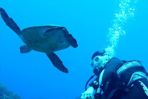 【伊豆半島・スキューバダイビング】ライセンス保持者向け。楽しくファンダイビング！（御殿場駅等送迎付き）