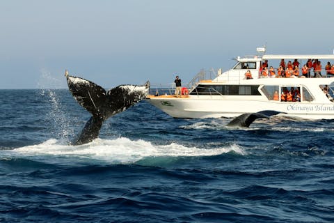 【沖縄北部発／半日】ホエールウォッチング】 ★美ら海水族館近くの港から出航★昨季遭遇率100％達成！★沖縄北部ホエールウォッチング協会加盟店★写真・レインコート・ガイドブック無料プレゼント