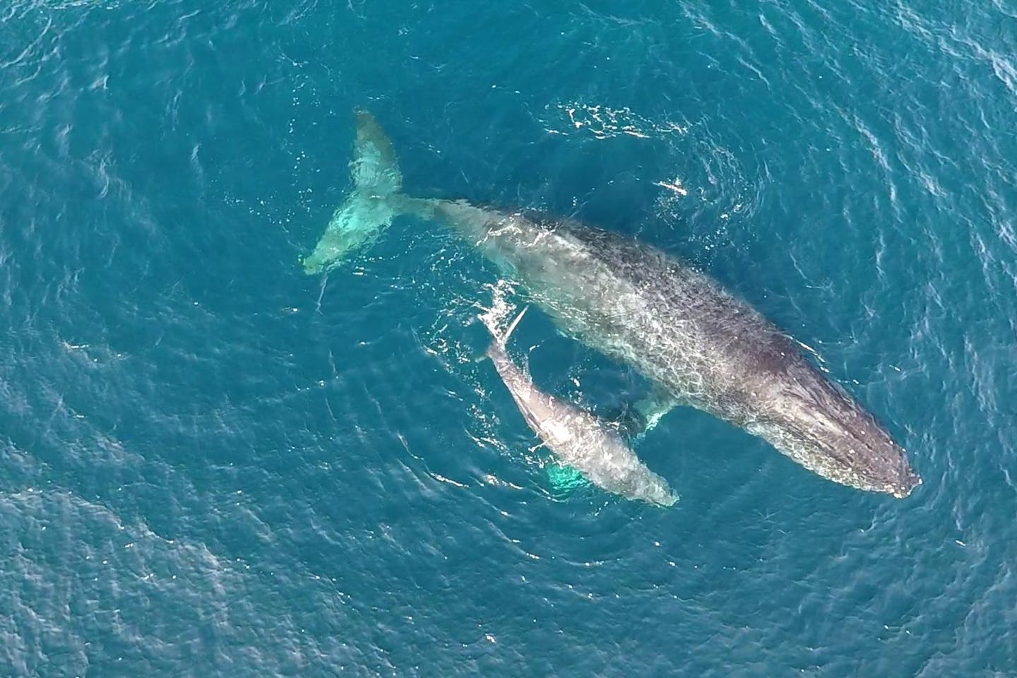 沖縄 ホエールウォッチング 全額返金制度で安心 伊江島沖合いでザトウクジラを見よう アソビュー