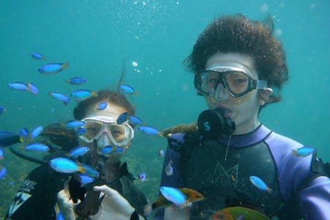 【高知・体験ダイビング】ライセンスがなくたって潜れます！四国・徳島の海で体験ダイビング