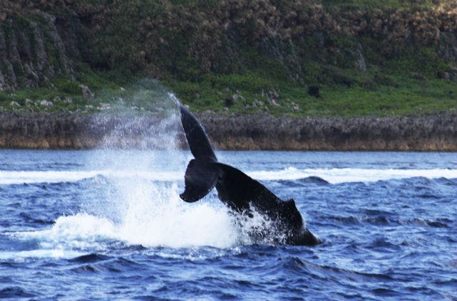 美ら海ダイビングセンターは、北部の海でクジラとの出会いをお手伝いします。