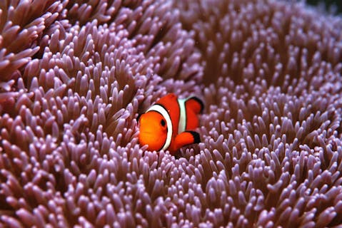 【沖縄・シュノーケリング】初心者OK！クマノミに会えるビーチ「ゴリラチョップ」へ