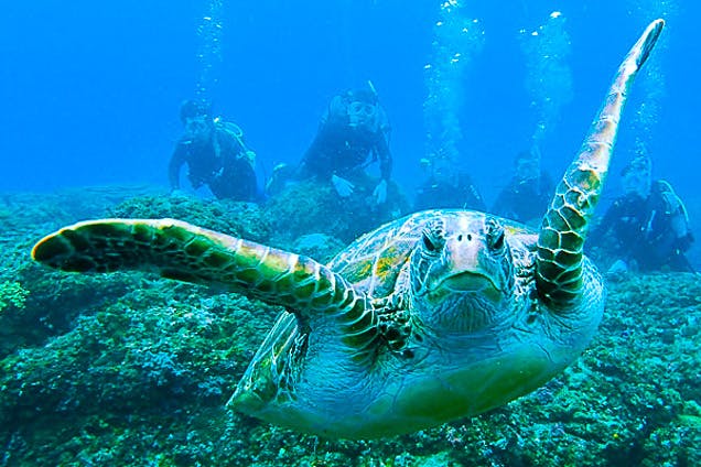 八丈島 体験ダイビング 3時間 ウミガメとの遭遇率90 写真プレゼント付き アソビュー